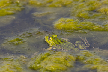 Grenouille verte,grenouille commune,Rana klepton esculenta