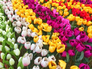 Many fake flowers Tulip plastic colorful