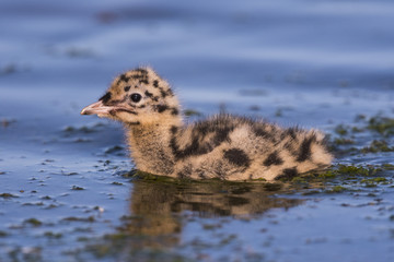 Poussin de mouette rieuse - Saison : Printemps - Lieu :  Le Crotoy, Baie de Somme, Somme, Hauts-de-France, France.