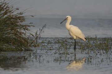 Spatule blanche - Platalea leucorodia - Eurasian Spoonbill