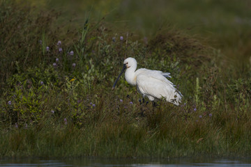 Spatule blanche - Platalea leucorodia - Eurasian Spoonbill