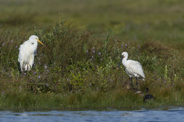 Spatule blanche - Platalea leucorodia - Eurasian Spoonbill