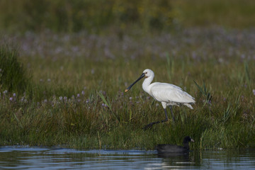 Spatule blanche - Platalea leucorodia - Eurasian Spoonbill