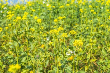 Blühende wilde Senf Pflanzen auf einem Ackerfeld