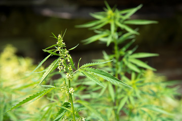 Wild agricultural hemp grows in the countryside
