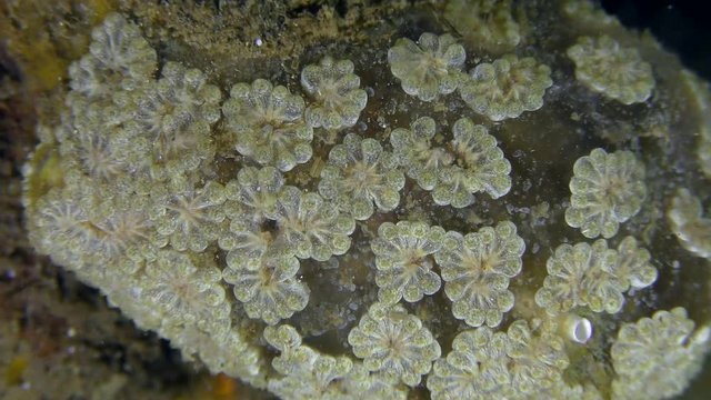 Laced silhouette of the colonial ascidian Golden Star Tunicate (Botryllus schlosseri), close-up.

