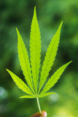 Cannabis leaf on a green background