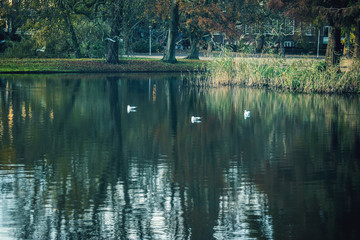 Fototapeta premium Amsterdam Holland Vondelpark Amsterdam Park Holland Outdoors