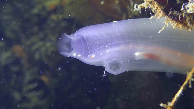 A translucent amazing bulb of Yellow Sea Squirt (Ciona intestinalis), close-up.
