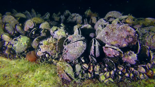 Colony of Mussels (Mytilus sp.) with shells covered with colored fouling.
