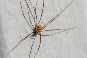 Nahaufnahme einer Weberknecht Spinne im Sommer 