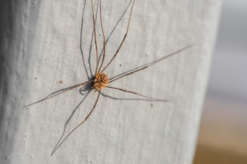 Nahaufnahme einer Weberknecht Spinne im Sommer 