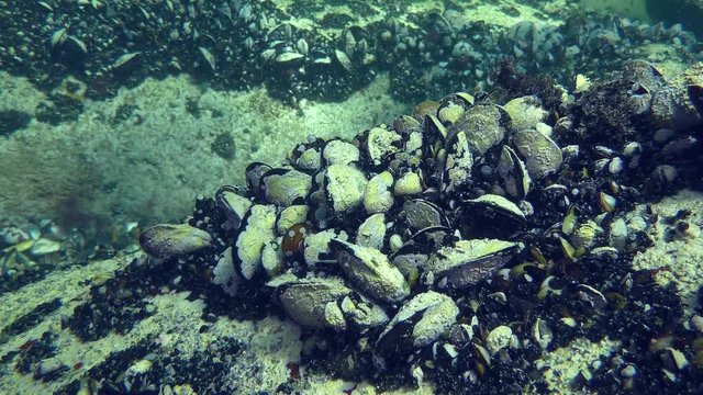 Colony of Mussels (Mytilus sp.) with shells covered with calcareous fouling in shallow water.
