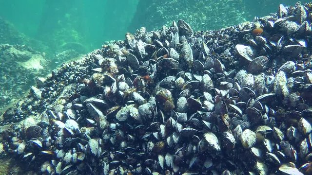Settlement of Mussels (Mytilus sp.) on the coastal rocks in the rays of sunlight.
