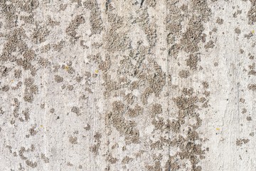 Flechten auf einer Betonwand
