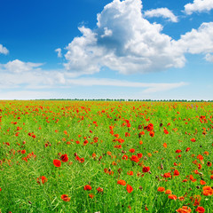 Meadow with wild poppies and blue sky.