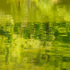 Natural outdoors bokeh background. Reflection of green plants in the lake water.