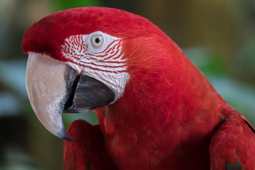 The green-winged macaw (Ara chloropterus), also known as the red-and-green macaw, is a large, mostly-red macaw of the Ara genus, widespread in the forests and woodlands of northern South America