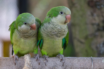 Beautiful Monk Parakeet (Myiopsitta monachus) bird. Couple green Monk Parakeet in the garden
