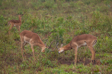 Impalas