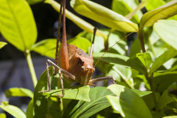 Brown grasshopper