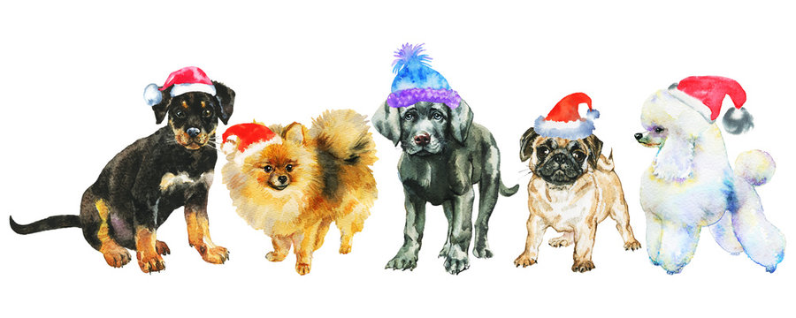 Watercolor dogs in Christmas hats. Painting New year banner on white background. Hand drawn cute pets