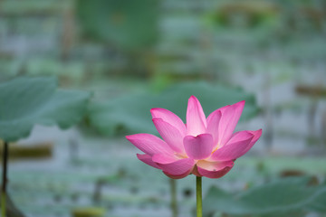 A lotus flower. The background is the lotus leaf and pink lotus flower and lotus bud. Viet Nam