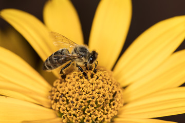 the bee is sitting on a yellow flower