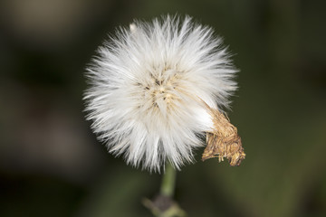 Dandelion tranquil abstract closeup art background.