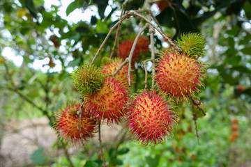 Rambutan fruit growing on tree in Can Tho city, Viet Nam