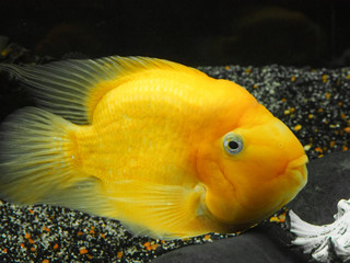 Goldfish in the aquarium close-up. A symbol of good luck.