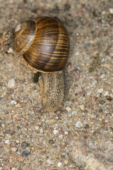 a small creeping snail with a house on the back, view from above 
