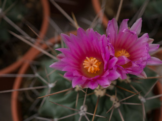 macro cactus top view