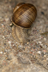 a small creeping snail with a house on the back