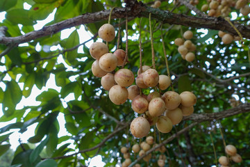 Baccaurea ramiflora orchard. Baccaurea ramiflora on the tree, Vietnam
