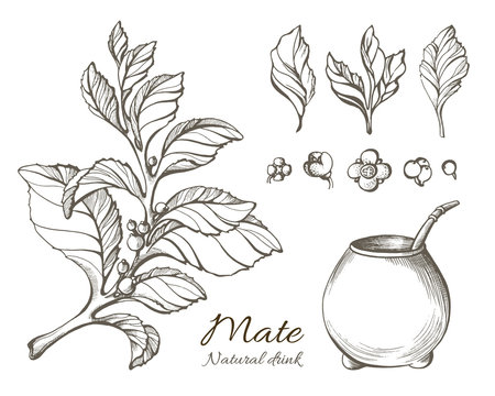 Vector collection of hand drawn mate branches. Nature illustration.