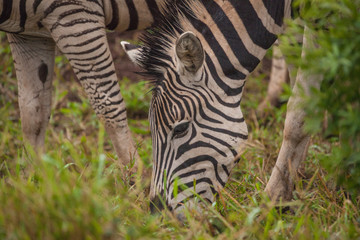 Zebras