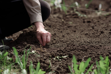 An elderly man planting seeds in the garden