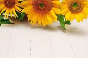 Sunflowers on a white background