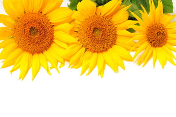 Sunflowers on a white background