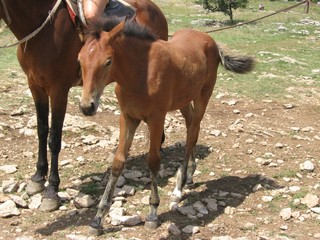 Fototapeta premium horse with a foal on a summer day