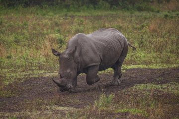 Obraz premium Breitmaulnashorn