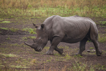 Fototapeta premium Breitmaulnashorn