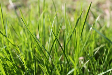 Fresh grass morning, background of herb