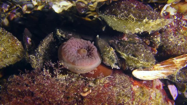 Beadlet Anemone (Actinia equina) slowly draws its tentacles.
