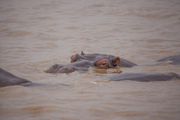 Fototapeta premium Nilpferd