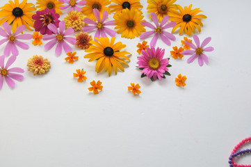 colored flowers on a white background