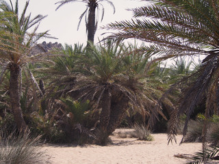 Gaj palm daktylowych na greckiej wyspie Krecie. - obrazy, fototapety, plakaty