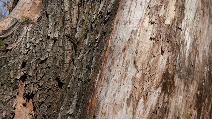 Texture legno tronco di albero antico