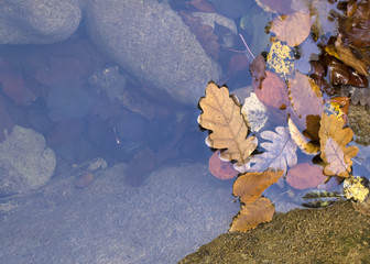 autumn colorful leaves in the river, clear water and stones, natural background